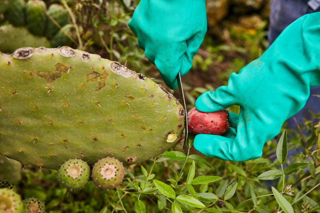 Crop worker cutting fruit of prickly pear cactus