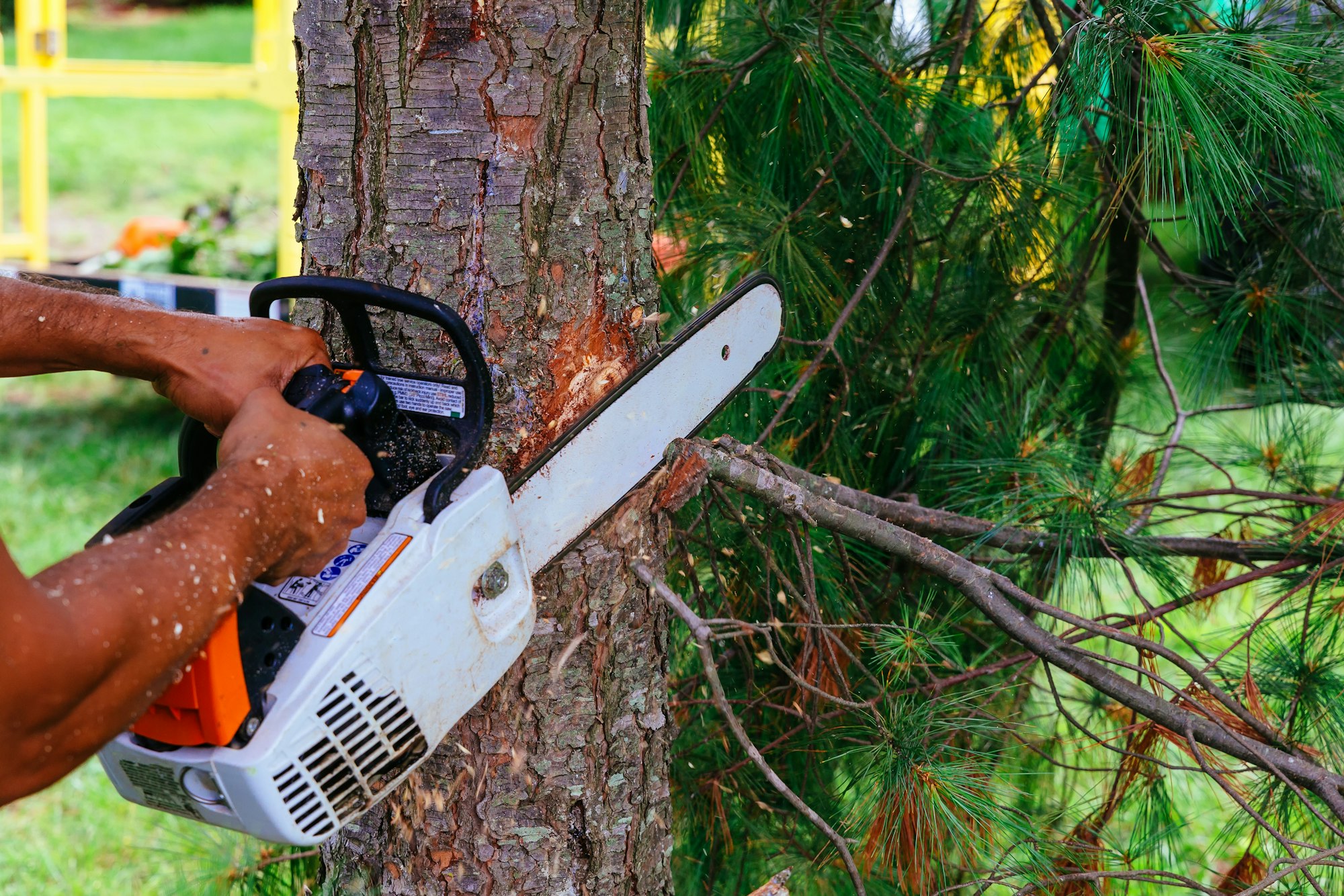 Cutting trees with saw Workers With Chainsaw In The Forest