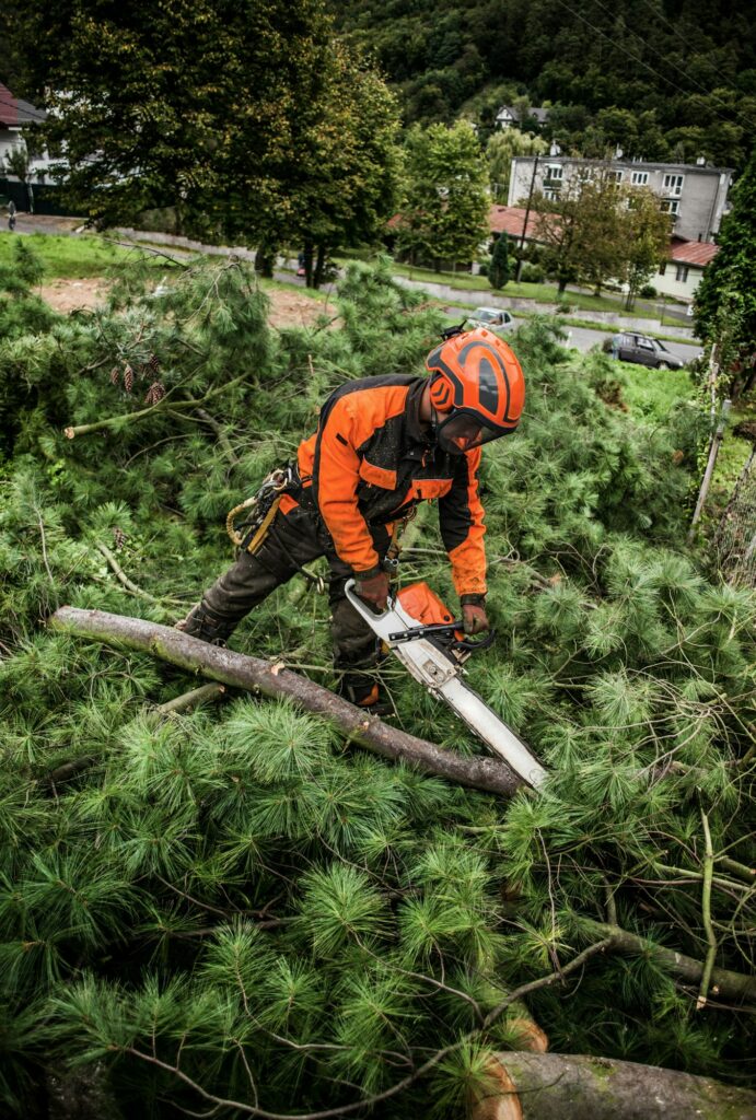 Lumberjack with chainsaw cutting a tree in town.