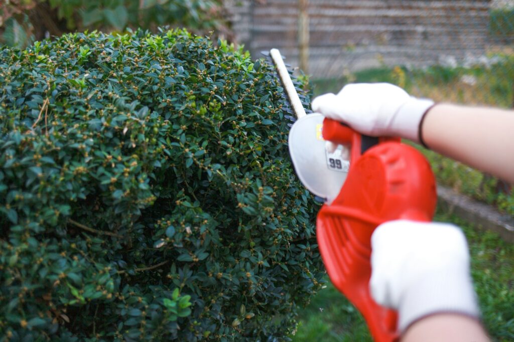 Man cuts a bush with electric trimmer